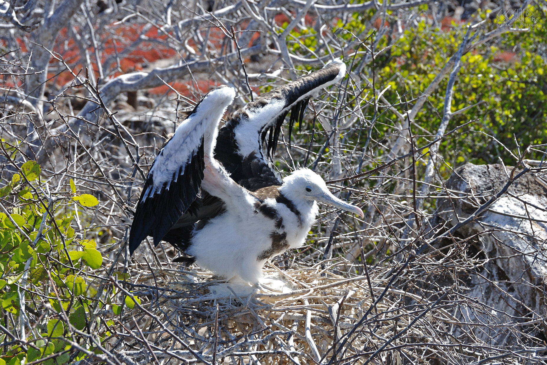 Galapagos - North Seymour - Jonge fregatvogel  Stefan Cruysberghs